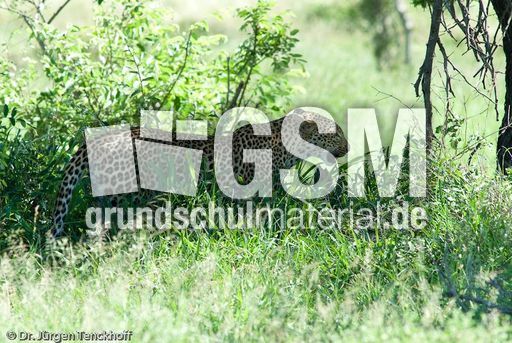 leopard (51 von 60).jpg